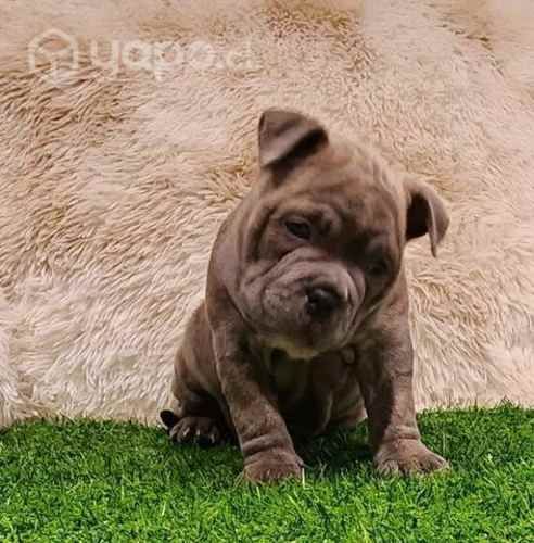 American bully Athenea Bulls®