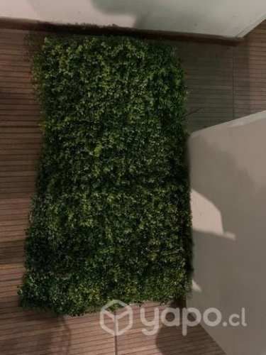 Muro verde: Imperdible