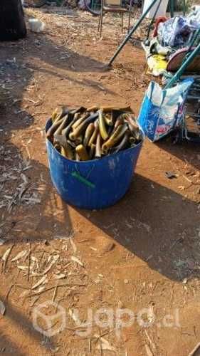 Ulte crudo y cocido.