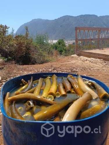 Ulte crudo y cocido.