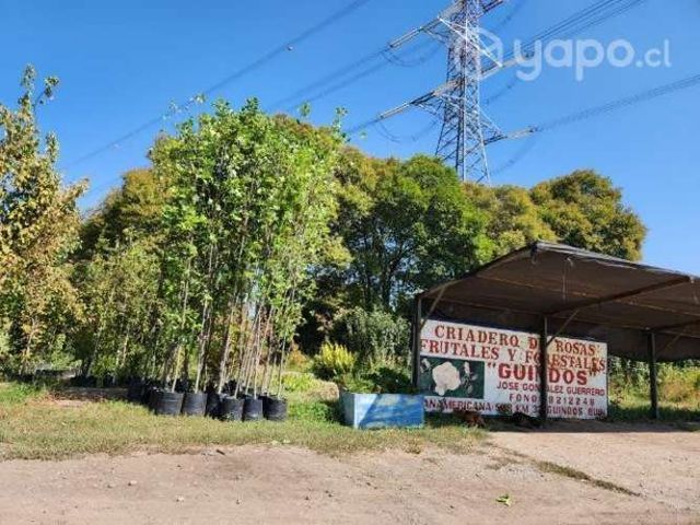 Tuliperos más de 6 metros árbol urbano