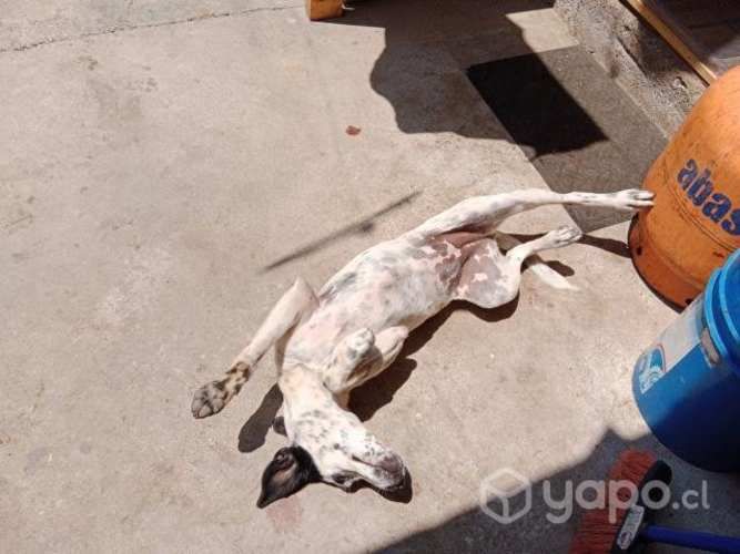 Se regala perrita pointer