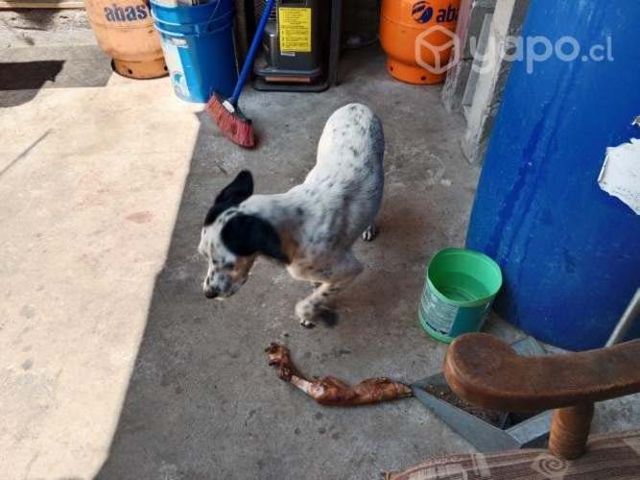 Se regala perrita pointer