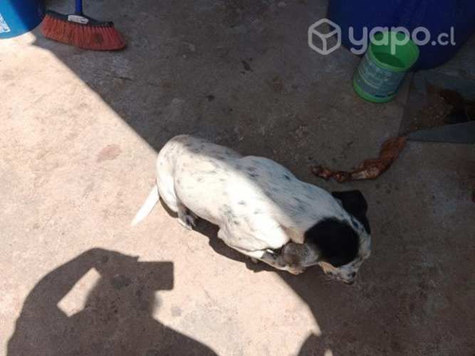 Se regala perrita pointer