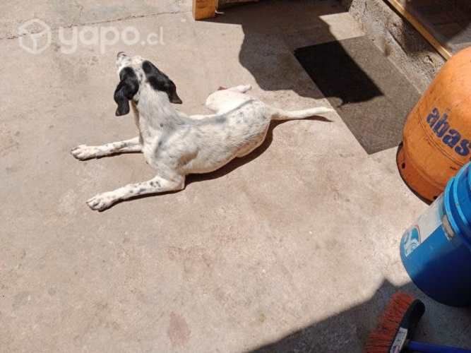 Se regala perrita pointer