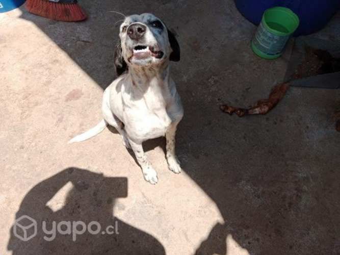 Se regala perrita pointer