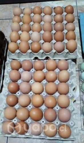 Huevos de gallinas ponedoras felices