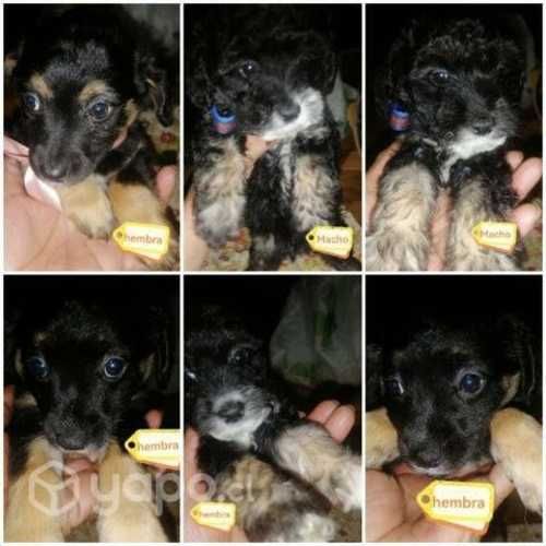 Se regalan cachorros/as de 2 meses y medio