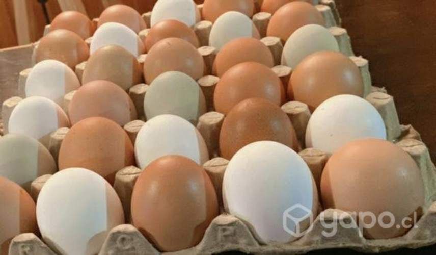 Huevos regionales (100% de campo )