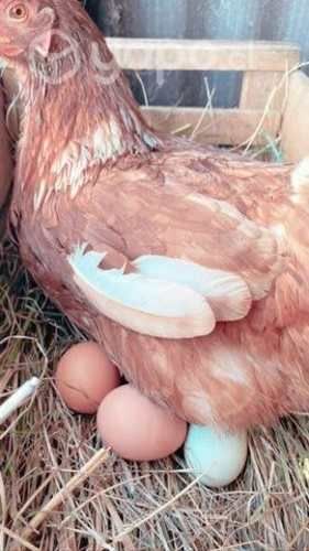 Huevos regionales (100% de campo )