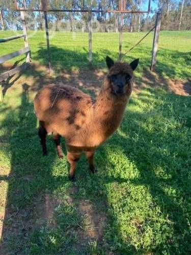 Alpaca macho