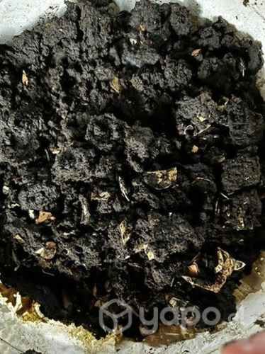 Humus de lombriz californiana