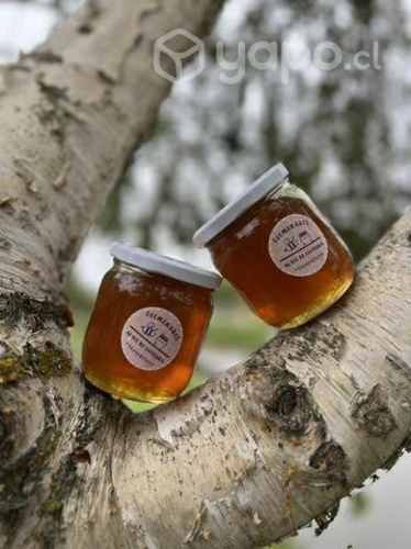 Miel de multifloral y de ulmo