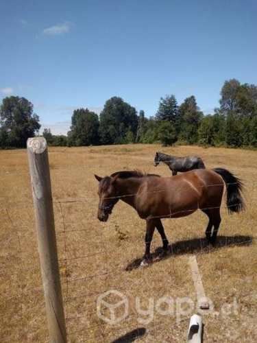 Yegua inscrita papeles