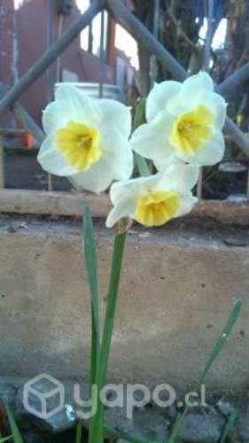 Narcisos Bulbos triple flor