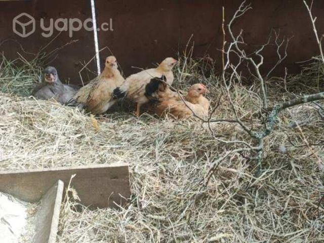 Pollitas de la pasión o kikas mezcla