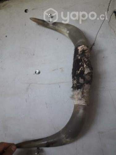 Cabeza de caballo y cachos de toro