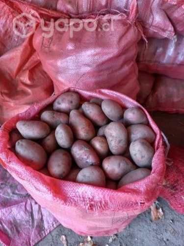 Semilla de papas
