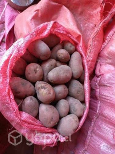 Semilla de papas