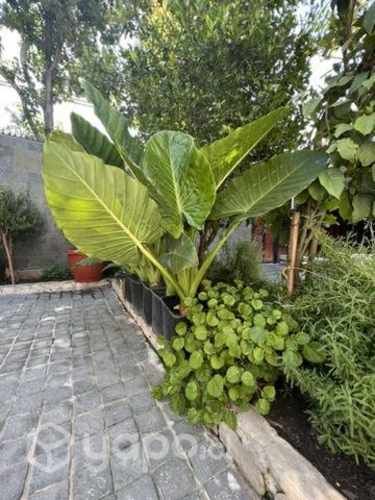 Mantos de eva gigantes