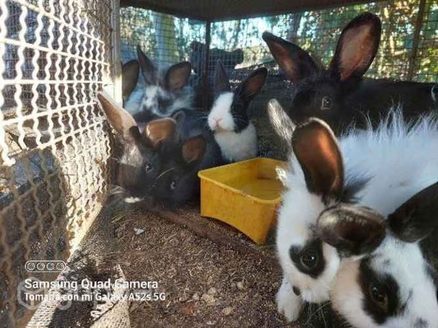 Conejos de 3 y 2 meses