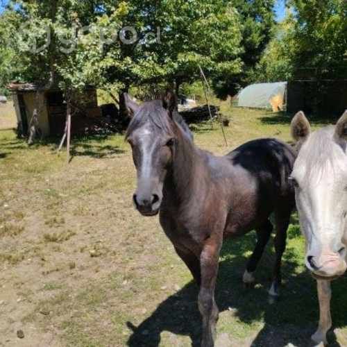 Yegua y Potrillo Negro