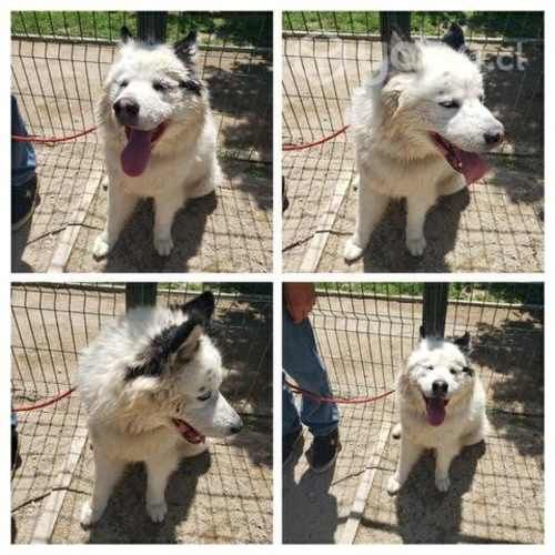 Doy en adopcion por urgencia de salud