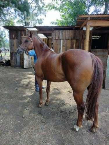 Potranca de 4 para 5