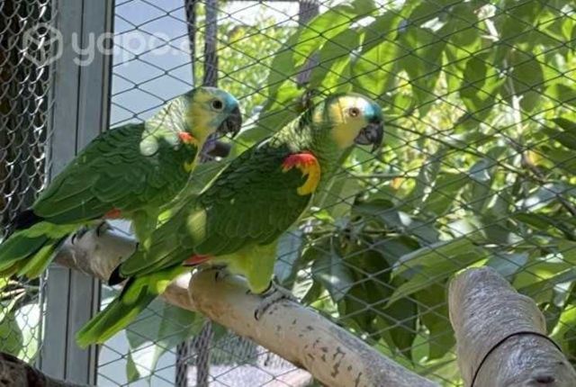 Pareja de Amazonas aestiva adultos