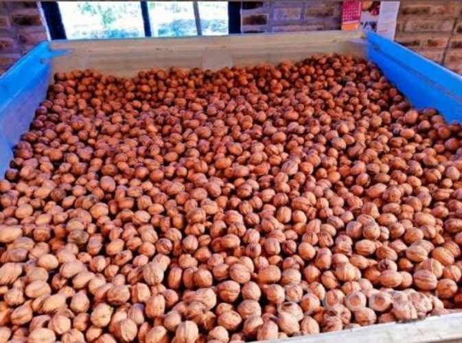 Nueces Chandler con cáscara, cosecha 2023