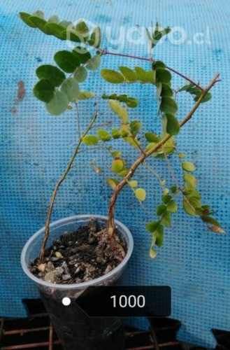 Plantas hechas en casa no vivero