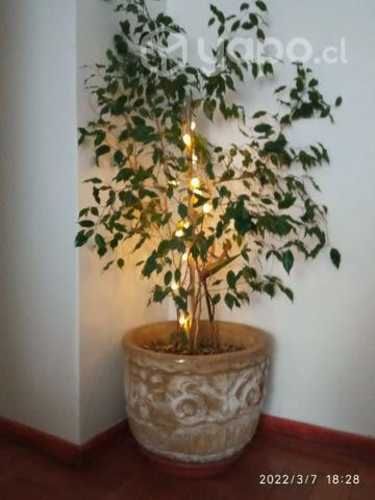 Macetero hermoso con ficus grande