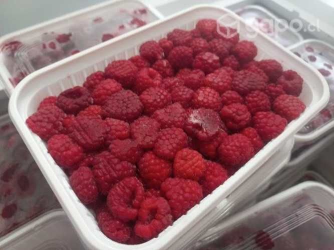 Frambuesas de temporada