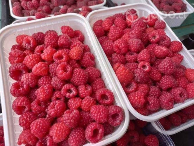 Frambuesas de temporada