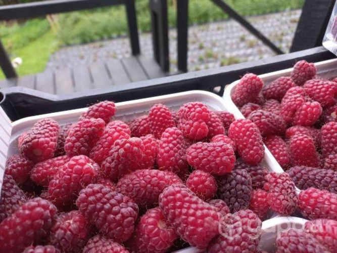 Frambuesas de temporada