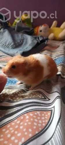 Se regala hámster hembra
