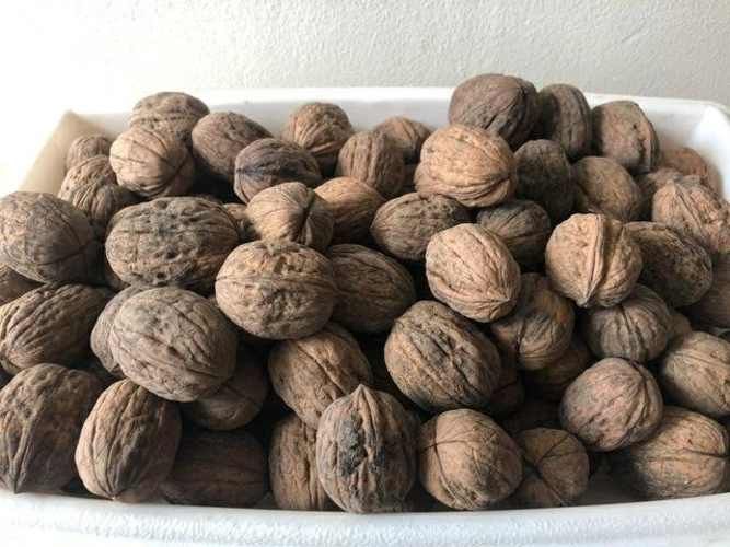 Nueces de exportación