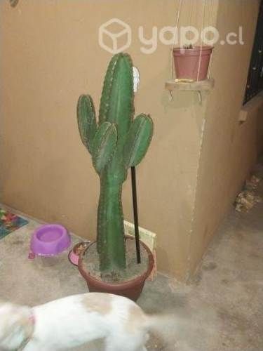 Cactus