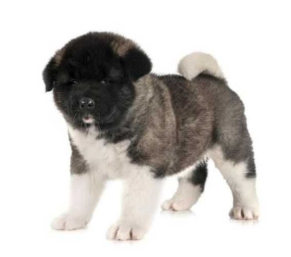 Akita cachorro