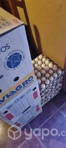 huevos de 3 era