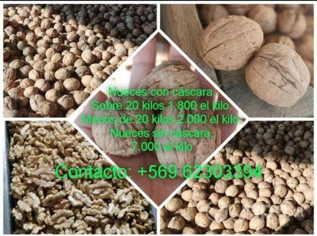 Nueces cosecha del año