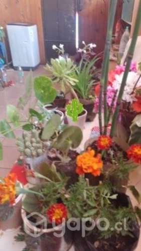 Plantas de interior y exterior