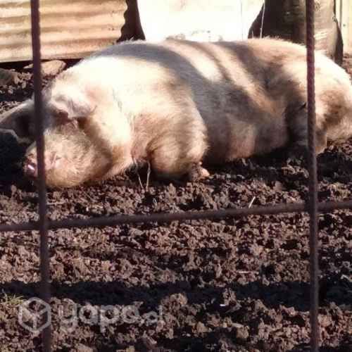 Hermosa chancha preña