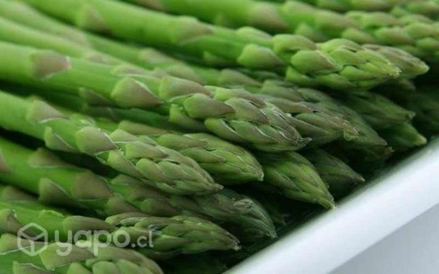 Espárragos Detalle y al Por Mayor