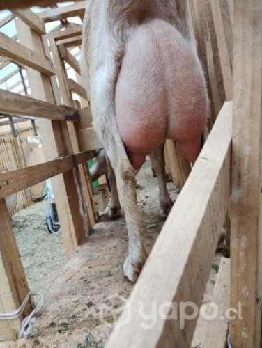 leche y queso de cabra artesanal