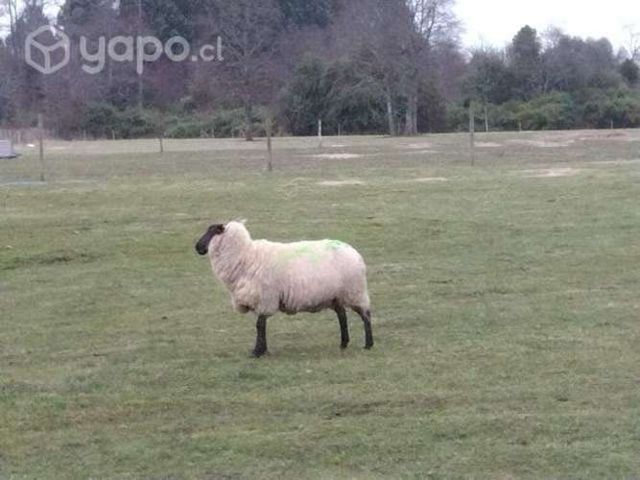 Ovejas para. Consumo