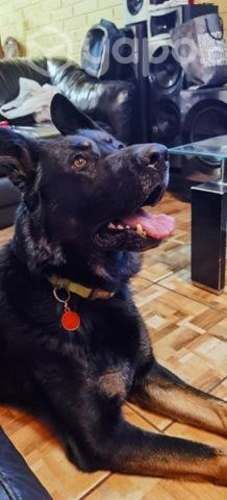 Pastor Alemán para cruza