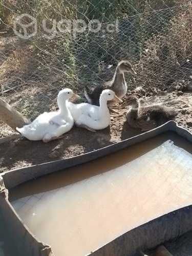 Pareja de Patos o 4 patitos