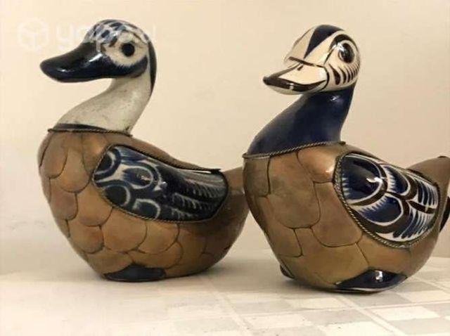 Par de pato Mexicanos