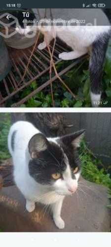 En adopción gatito operado criollo